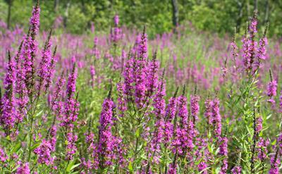 Lythrum Salicaria